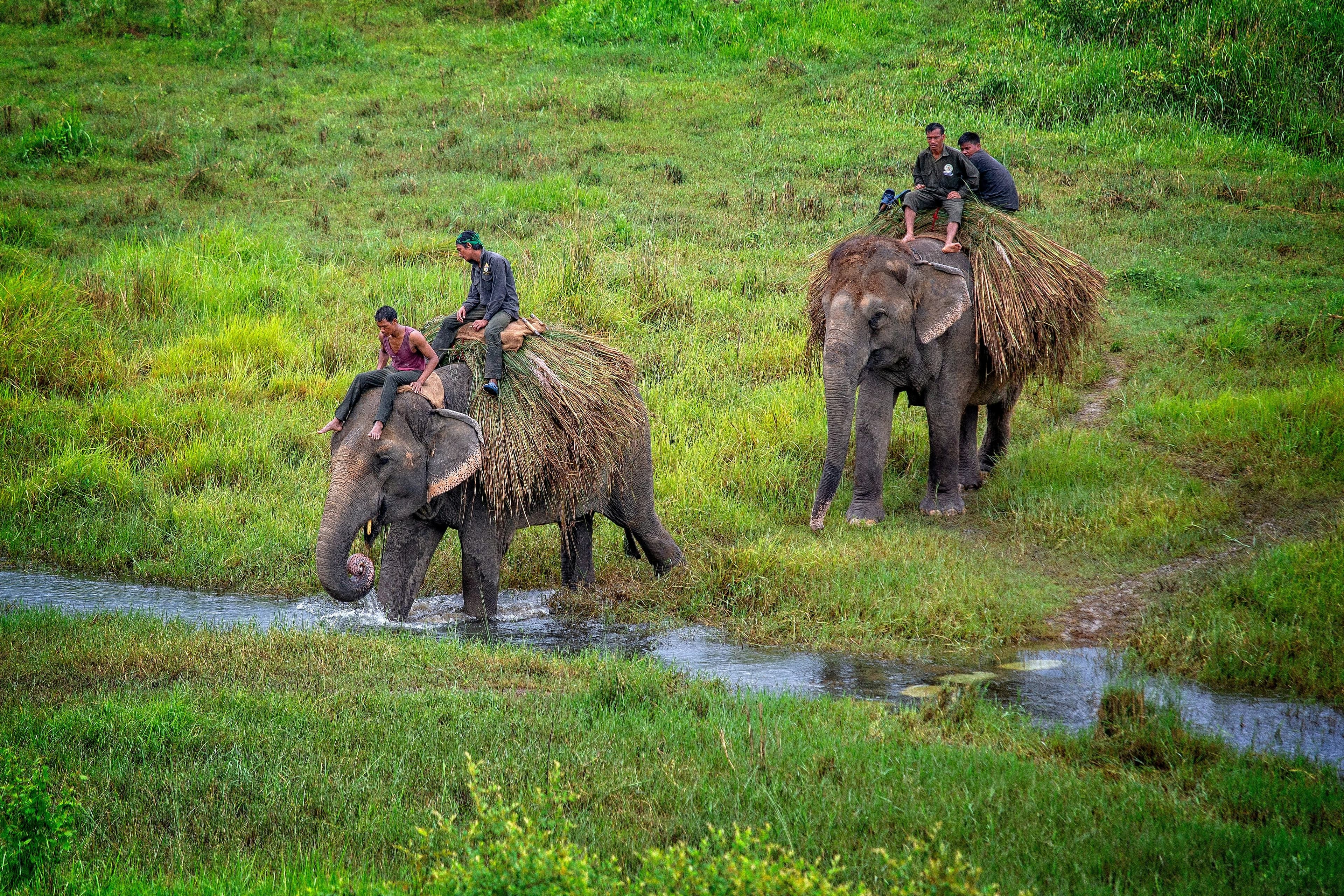 Wildlife safari